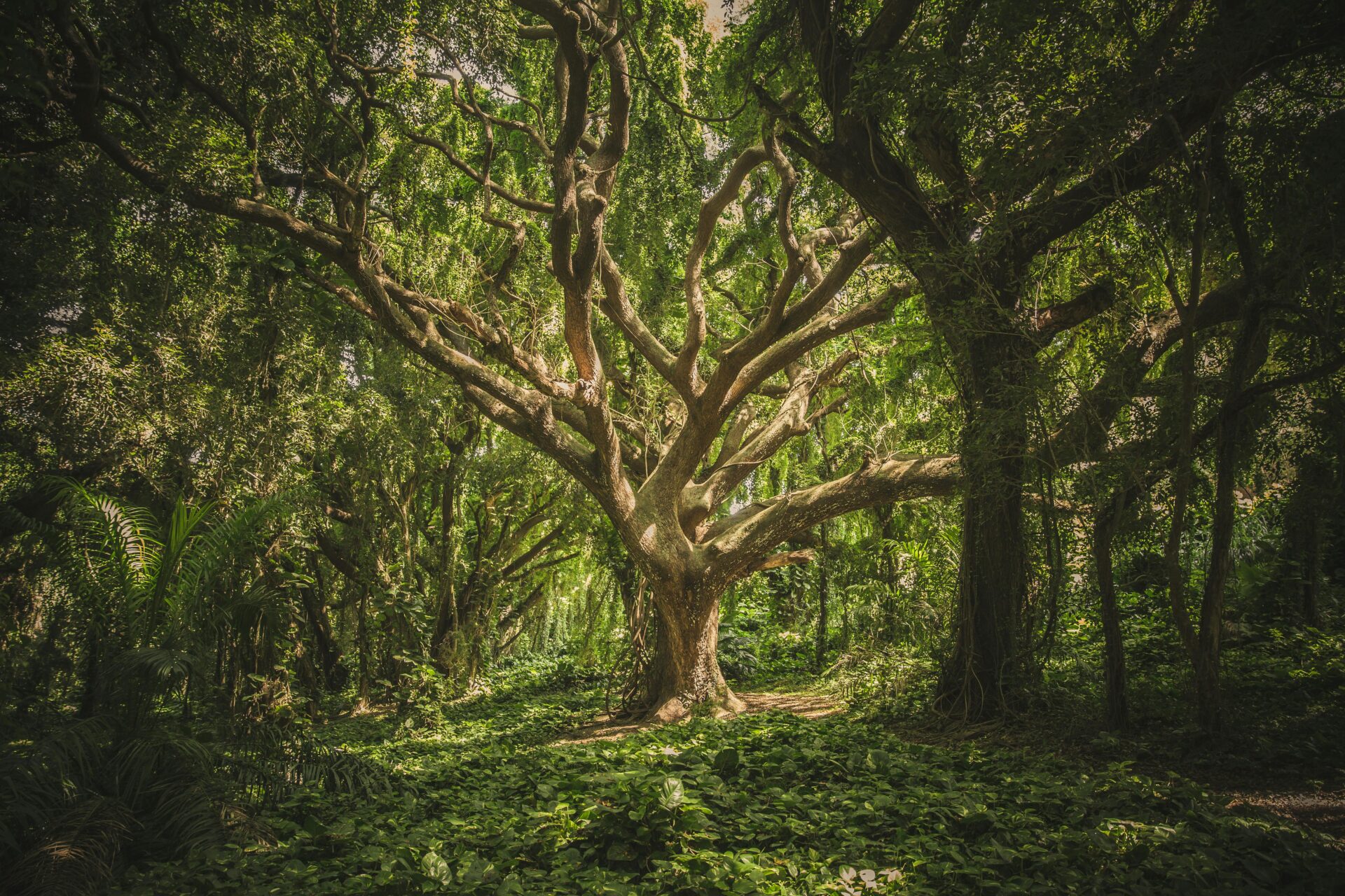 Where Trees Whisper Legends: Exploring Europe’s Most Myth-Laden Forests